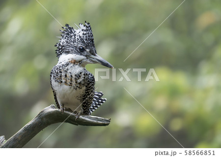 ヤマセミ ヤマセミ 58566851