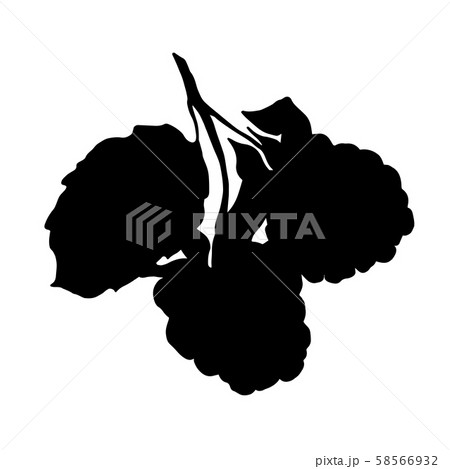 Vector Blackberry healthy food. Black and white engraved ink art. Isolated berry illustration Vector Blackberry healthy food. Black and white engraved ink art. Isolated berry illustration 58566932