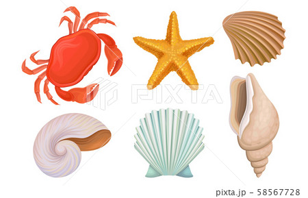 Different Bright Tropical Shells And Corals Vector Illustrations Set Different Bright Tropical Shells And Corals Vector Illustrations Set 58567728