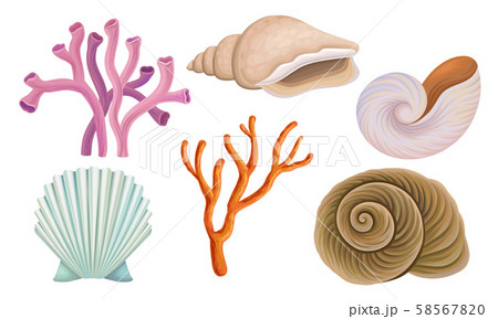 Bright Tropical Shells And Corals Vector Illustrations Set 58567820