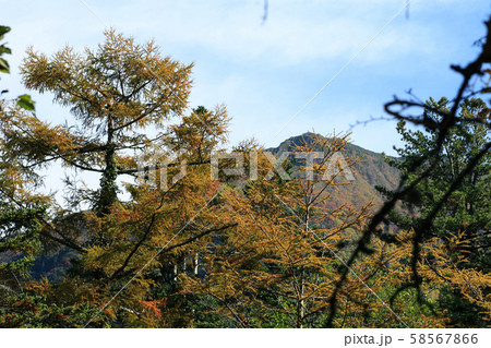 上高地 紅葉 長野県 上高地 紅葉 長野県 58567866