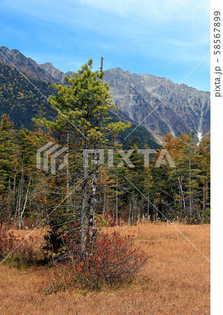 上高地 紅葉 長野県 上高地 紅葉 長野県 58567899