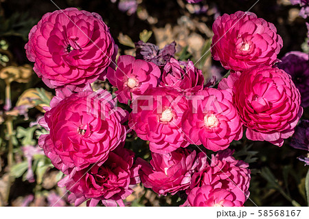 Colorful tulip flowers bloom in the garden 58568167