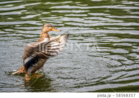 Duck takes off from a pond, wide open wings. 58568357