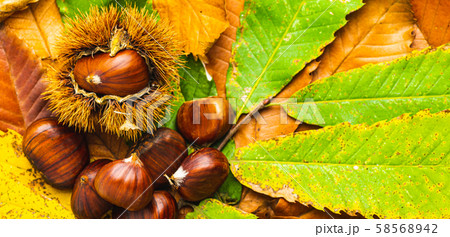 Ripe chestnuts close up with copy space. Raw Ripe chestnuts close up with copy space. Raw 58568942