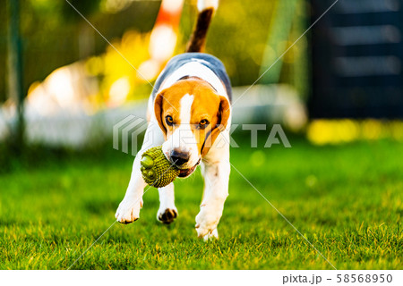 Beagle dog jumping and running with a toy towards Beagle dog jumping and running with a toy towards 58568950