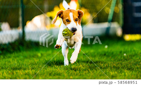 Beagle dog jumping and running with a toy towards Beagle dog jumping and running with a toy towards 58568951
