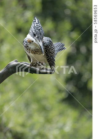 ヤマセミ 58569653