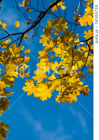 Photo of Beautiful and bright autumnal trees. Autumn colors.  58569738