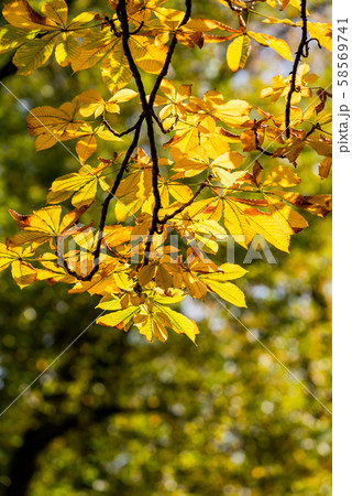 Photo of Beautiful and bright autumnal trees. Autumn colors.  58569741
