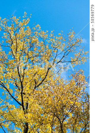 Photo of Beautiful and bright autumnal trees. Autumn colors.  58569779
