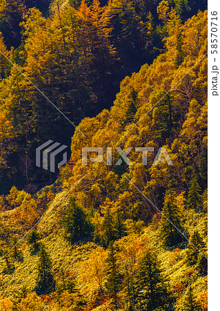 朝日に照らされる芳ヶ平湿原の紅葉・日本国道標高最高地点から 朝日に照らされる芳ヶ平湿原の紅葉・日本国道標高最高地点から 58570716