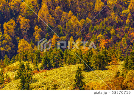 朝日に照らされる芳ヶ平湿原の紅葉・日本国道標高最高地点から 朝日に照らされる芳ヶ平湿原の紅葉・日本国道標高最高地点から 58570719