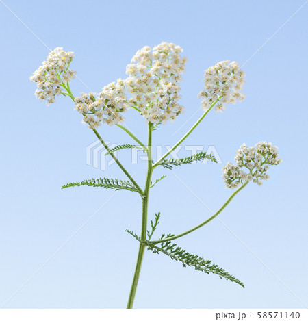 Milfoil inflorescence flower head 58571140
