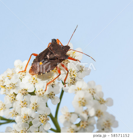 Forest bug on yarrow white flower 58571152