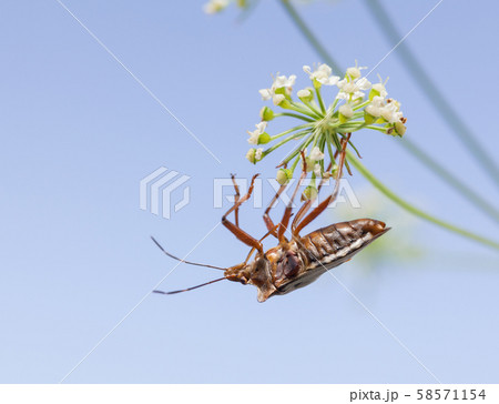 Shieldbug head over heels under white flower 58571154