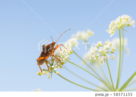 Macro of shield-bug on flower 58571155