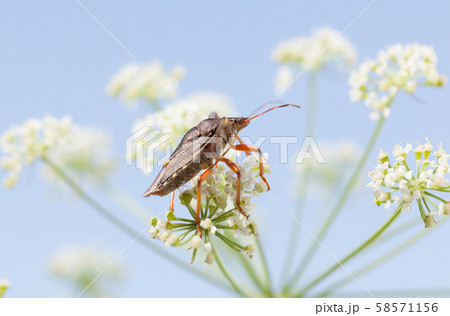 Forest bug on meadow white flower 58571156
