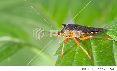 Red-legged shieldbug in forest 58571158