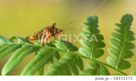 Shieldbug on fern leaf 58571173