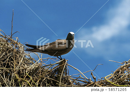 brown noddy bird cousin island seychelles brown noddy bird cousin island seychelles 58571205
