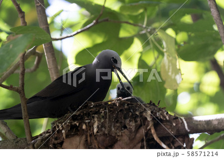 brown noddy bird cousin island seychelles 58571214