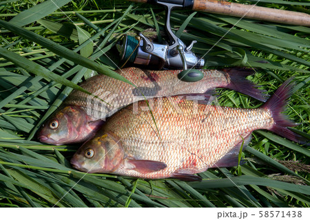 Two big freshwater common bream fish and fishing Two big freshwater common bream fish and fishing 58571438