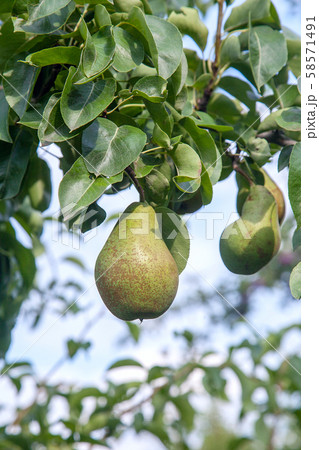 Shiny delicious pears hanging from a tree branch Shiny delicious pears hanging from a tree branch 58571491