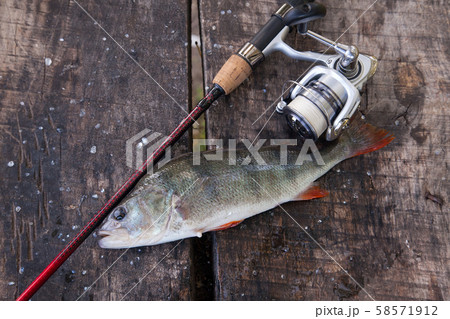 Trophy fishing. Big freshwater perch and fishing 58571912