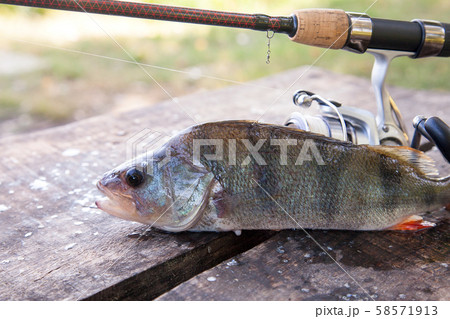 Close up view of big freshwater perch and fishing Close up view of big freshwater perch and fishing 58571913