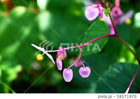 シュウカイドウ(秋海棠) シュウカイドウ(秋海棠) 58571970