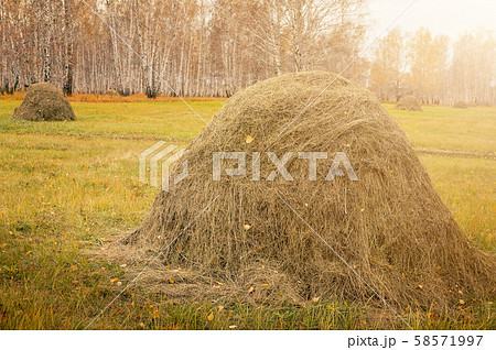 Haystack on a background autumn forest. Food wild 58571997