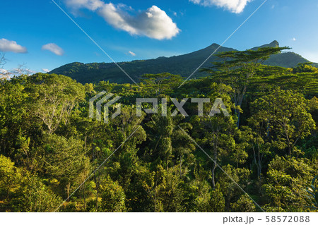 Rain forest, tree crowns and mountain in Mauritius 58572088