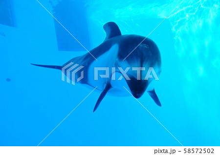 赤ちゃんイルカ2 赤ちゃんイルカ2 58572502