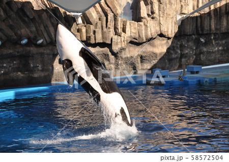 ジャンプするシャチの写真素材 ジャンプするシャチの写真素材
