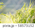 稲 58573152