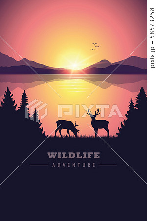 wildlife adventure elk in the wilderness by the lake at sunset 58573258