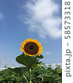 向日葵 58573318