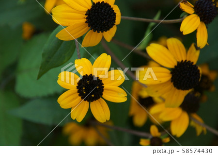 ルドベキア 58574430