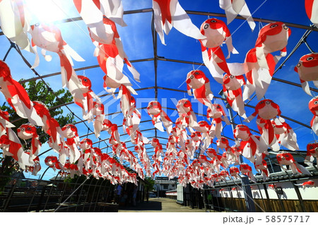 空を泳ぐ金魚ちょうちん 58575717