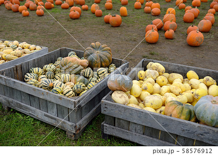 Giant heap of fresh large healthy bio pumpkins Giant heap of fresh large healthy bio pumpkins 58576912