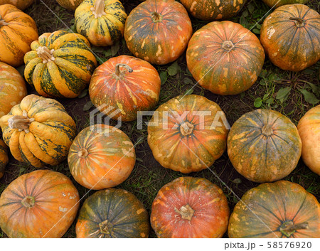 Giant heap of fresh large healthy bio pumpkins on Giant heap of fresh large healthy bio pumpkins on 58576920