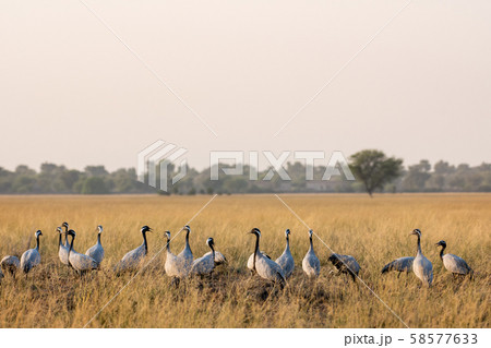 Demoiselle crane or Grus virgo in a group or flock with a pattern in open grassland or grass field at landscape of Tal Chhapar Blackbuck sanctuary, rajasthan, India Demoiselle crane or Grus virgo in a group or flock with a pattern in open grassland or grass field at landscape of Tal Chhapar Blackbuck sanctuary, rajasthan, India 58577633