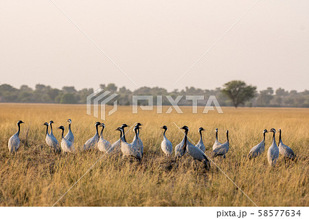 Demoiselle crane or Grus virgo in a group or flock with a pattern in open grassland or grass field at landscape of Tal Chhapar Blackbuck sanctuary, rajasthan, India Demoiselle crane or Grus virgo in a group or flock with a pattern in open grassland or grass field at landscape of Tal Chhapar Blackbuck sanctuary, rajasthan, India 58577634