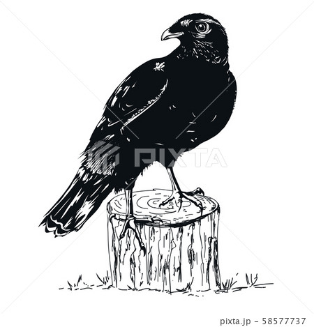 Black Raven illustrator pencil sketch design 58577737