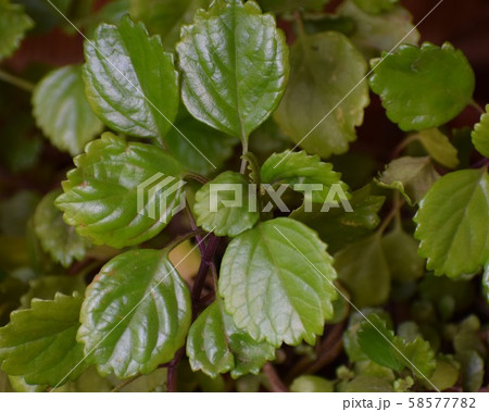 Beautiful green plant, Plectranthus Verticillatus, also called money plant or coin plant. Beautiful green plant, Plectranthus Verticillatus, also called money plant or coin plant. 58577782