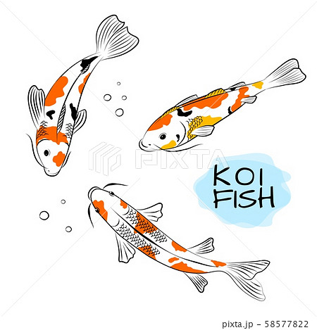 Set of koi carps fish vector illustration. 58577822