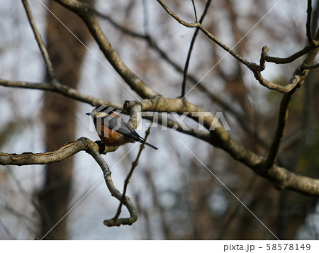 ヤマガラ 58578149