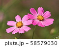 コスモス 58579030
