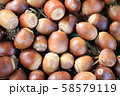 どんぐり 58579119